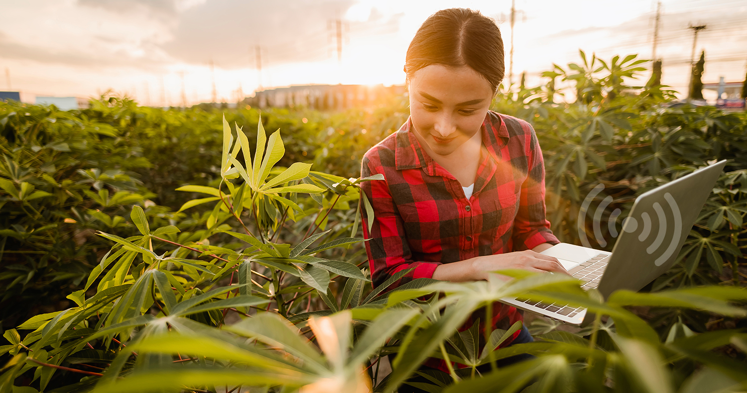 agriculture, gardener, farm, harvest, field, technology concept. The farmer team conducts research about cassava trees by planting pallets for good agricultural quality inspection.
