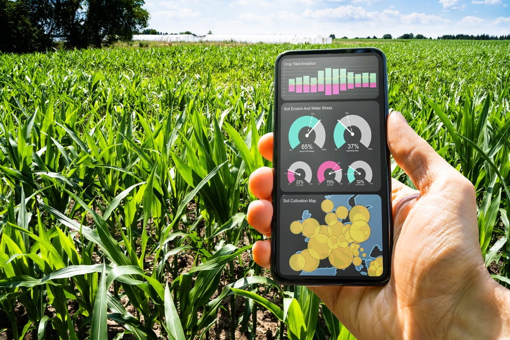 hand holding smart device showing data from IoT agriculture sensor in corn field